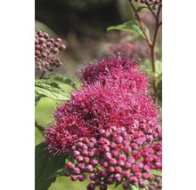 Close-up van een bloeiende purperspirea met bloemhoofden en bladeren