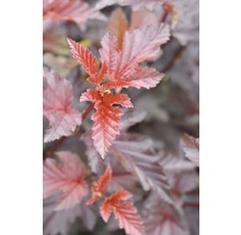 Bladeren van een blaasspirea