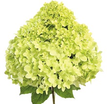 FLORASELF Pluimhortensia Hydrangea paniculata 'Pandora' potmaat Ø 22.0 cm H 40-50 cm