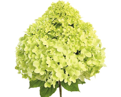 Hortensia met bloem