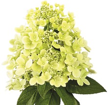 FLORASELF Pluimhortensia Hydrangea paniculata 'Panflora' potmaat Ø 22.0 cm H 40-50 cm