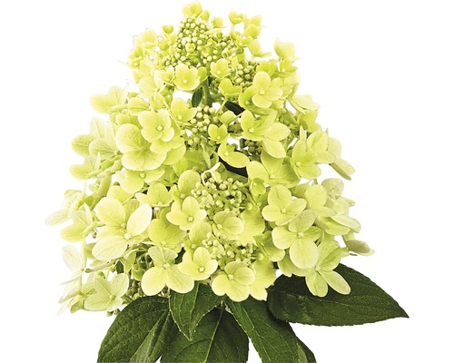 Pluimhortensia met bloemen en bladeren