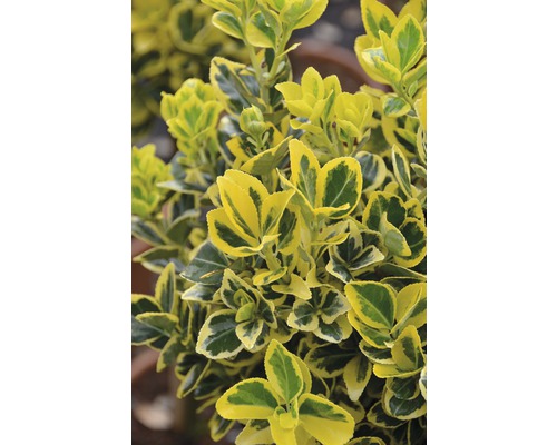 FLORASELF® Japanse kardinaalshoed Euonymus japonicus 'Marieke' potmaat Ø 23 cm Groenblijvende kardinaalsmuts met bonte bladeren