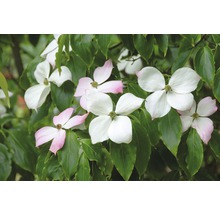 FLORASELF Japanse kornoelje Cornus kousa 'Teutonia' potmaat Ø 33,0 cm H 100-125 cm