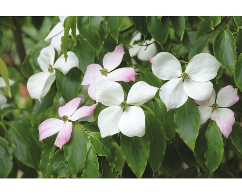 FLORASELF Japanse kornoelje Cornus kousa 'Teutonia' potmaat Ø 33,0 cm H 100-125 cm FLORASELF Japanse kornoelje Cornus kousa 'Teutonia' potmaat Ø 33,0 cm H 100-125 cm