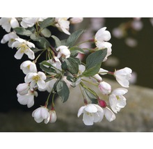 FloraSelf Sierappel Malus toringo 'Tina' potmaat Ø 23 cm H 60-100 cm