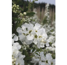Struik met witte bloemen