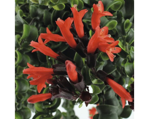 Close-up van een Lipstickplant met rode bloemen en groene bladeren.