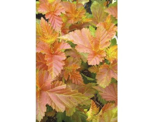 FLORASELF Sneeuwbalspirea Physocarpus opulifolius 'Amber Jubilee' potmaat Ø 23 cm H 60-100 cm FLORASELF Sneeuwbalspirea Physocarpus opulifolius 'Amber Jubilee' potmaat Ø 23 cm H 60-100 cm