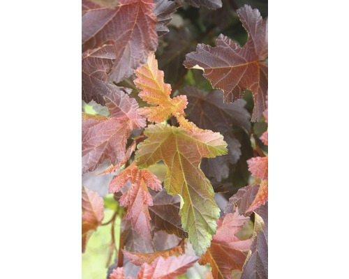 FLORASELF Sneeuwbalspirea Physocarpus opulifolius 'Center Glow' potmaat Ø 23 cm H 60-100 cm FLORASELF Sneeuwbalspirea Physocarpus opulifolius 'Center Glow' potmaat Ø 23 cm H 60-100 cm
