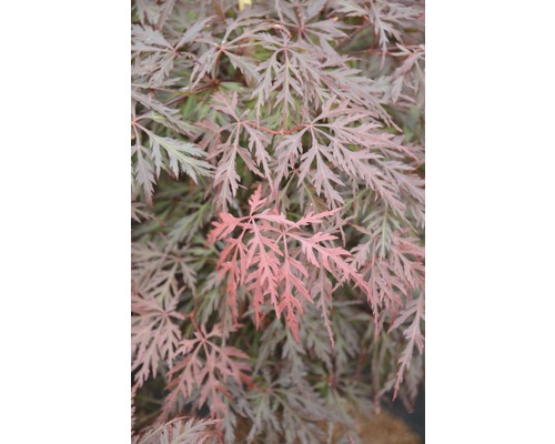 FLORASELF Japanse esdoorn Acer palmatum 'Orangeola' potmaat Ø 28 cm H 80-100 cm Close-up van een Japanse esdoorn met filigraan blad.