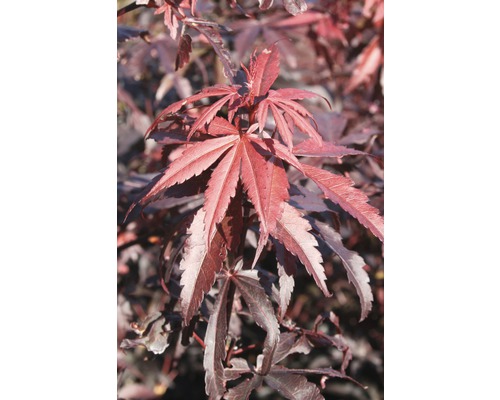 FLORASELF Japanse Esdoorn Acer palmatum 'Skeeter's Broom' potmaat Ø28 cm H 80-100 cm FLORASELF Japanse Esdoorn Acer palmatum 'Skeeter's Broom' potmaat Ø28 cm H 80-100 cm