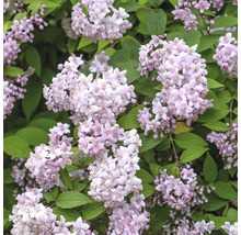 FLORASELF Bruidsbloem Deutzia 'Mont Rose' potmaat Ø28 cm H 80-100 cm