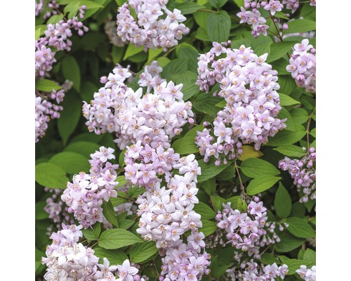 FLORASELF Bruidsbloem Deutzia 'Mont Rose' potmaat Ø28 cm H 80-100 cm