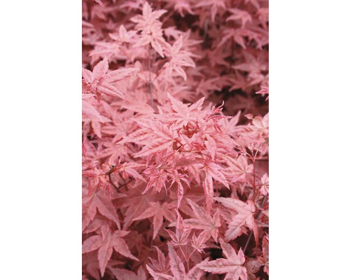 FLORASELF Japanse esdoorn Acer palmatum 'Beni-Maiko' potmaat Ø 28 cm H 80-100 cm