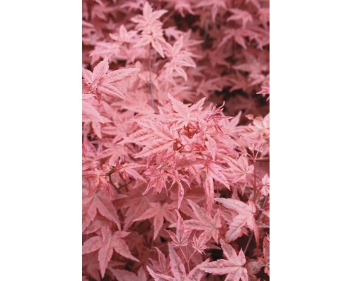 FLORASELF Japanse esdoorn Acer palmatum 'Beni-Maiko' potmaat Ø 28 cm H 80-100 cm Close-up van esdoornbladeren