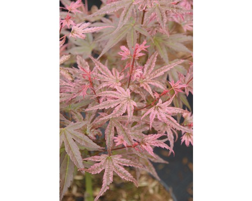 FLORASELF Japanse Esdoorn Acer palmatum 'Phoenix' potmaat Ø 28,0 cm H 80-100 cm Close-up van een esdoorn met filigraan blad