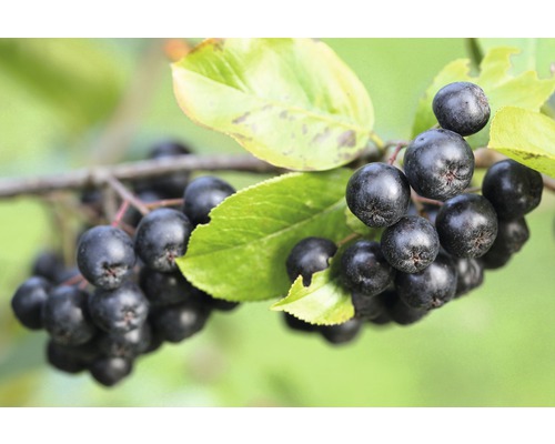 FLORASELF Appelbes Aronia melanocarpa 'Autumn Magic' potmaat Ø 21.0 cm H 40-60 cm Aroniabessen aan een tak met bladeren