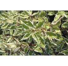 Decoratieve kornoelje met groen-wit gevlamde bladeren
