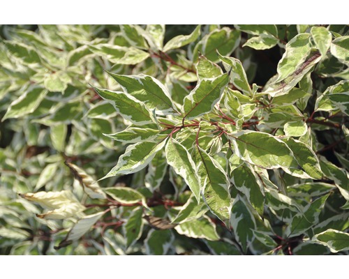 FLORASELF Kornoelje Cornus alba 'Sibirica Variegata' potmaat Ø21 cm H 50-60 cm Decoratieve kornoelje met groen-wit gevlamde bladeren
