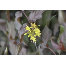 Gele bloemen aan een plant met donkere bladeren.
