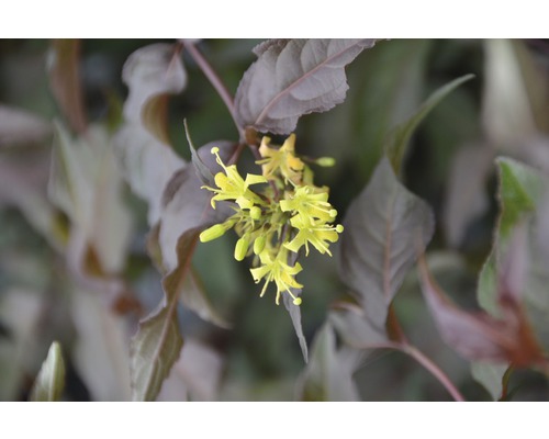 FLORASELF Diervilla Diervilla splendens 'Diva' potmaat Ø 23,0 cm H 30-50 cm Gele bloemen aan een plant met donkere bladeren.