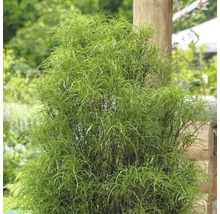Groene sierstruik in de tuin