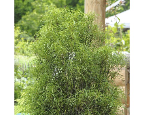 FloraSelf Smalbladige vuilboom Rhamnus frangula 'Fine Line' potmaat Ø 28 cm H 60-80 cm