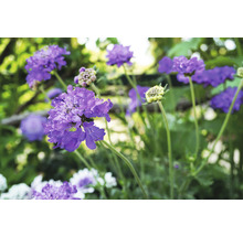 Close-up van Scabiosa bloemen in de tuin