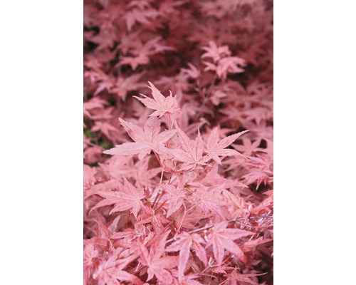 FLORASELF Japanse esdoorn Acer palmatum 'Beni-Maiko' potmaat Ø 21.0 cm H 40-60 cm