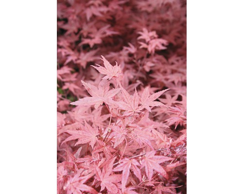 FLORASELF Japanse esdoorn Acer palmatum 'Beni-Maiko' potmaat Ø 21.0 cm H 40-60 cm Close-up van esdoornbladeren