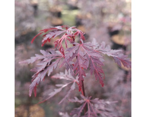 FLORASELF Japanse Esdoorn Acer palmatum 'Firecracker' potmaat Ø21 cm H 40-50 cm