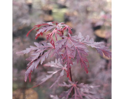 FLORASELF Japanse Esdoorn Acer palmatum 'Firecracker' potmaat Ø21 cm H 40-50 cm Japanse esdoorn met diep ingesneden bladeren