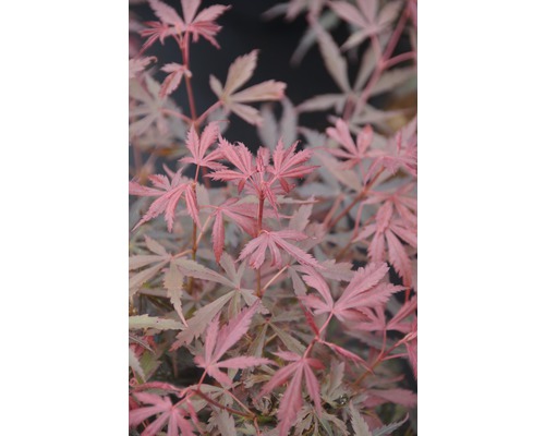 FLORASELF Japanse esdoorn Acer palmatum 'Jerre Schwartz' potmaat Ø 21 cm H 40-50 cm FLORASELF Japanse esdoorn Acer palmatum 'Jerre Schwartz' potmaat Ø 21 cm H 40-50 cm