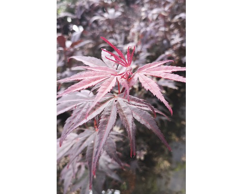 FLORASELF Japanse Esdoorn Acer palmatum 'Pung Kil' potmaat Ø21 cm H 40-60 cm Bladeren van een esdoornboom