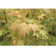 FLORASELF Japanse esdoorn Acer palmatum 'Sangokaku' potmaat Ø 21.0 cm H 40-60 cm