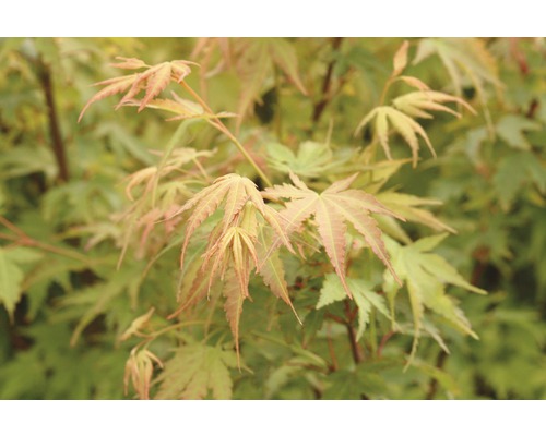 FLORASELF Japanse esdoorn Acer palmatum 'Sangokaku' potmaat Ø 21.0 cm H 40-60 cm Close-up van esdoornbladeren