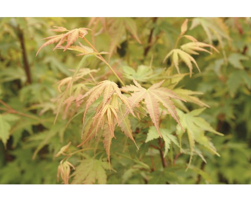 FLORASELF Japanse esdoorn Acer palmatum 'Sangokaku' potmaat Ø 21.0 cm H 40-60 cm