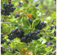 Aronia tak met rijpe bessen en groene bladeren