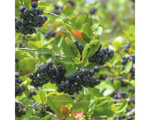 Aronia tak met rijpe bessen en groene bladeren