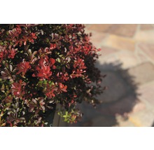 Berberis met rode bladeren in de tuin