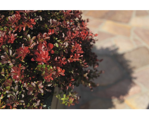 FLORASELF Japanse berberis Berberis thunbergii 'Atropurpurea Nana' potmaat Ø 21,0 cm H 30-40 cm FLORASELF Japanse berberis Berberis thunbergii 'Atropurpurea Nana' potmaat Ø 21,0 cm H 30-40 cm