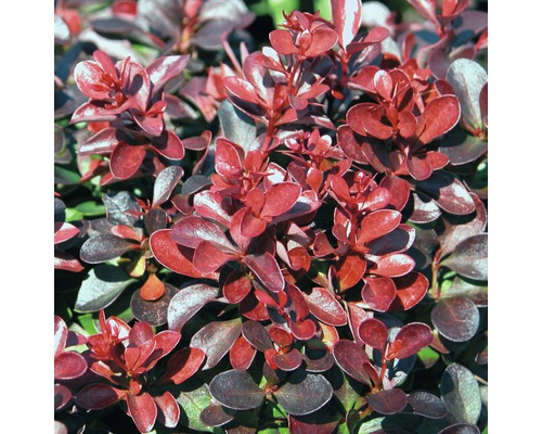 FloraSelf Japanse berberis Berberis thunbergii 'Concorde' potmaat Ø 21 cm H 30-40 cm-0