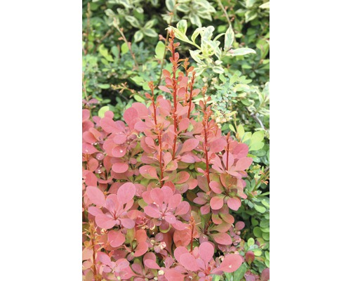 FloraSelf Japanse berberis Berberis thunbergii 'Orange Rocket'® potmaat Ø 21 cm H 30-40 cm