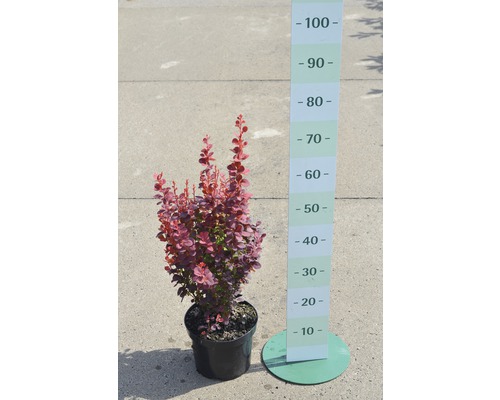 Berberis in pot met maatindicatie