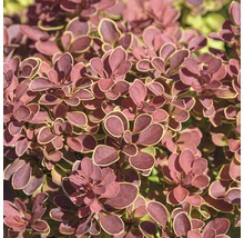 Detailopname van een Berberis met roodbruine bladeren