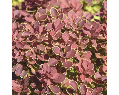 FLORASELF Zuurbes Berberis thunbergii 'Ruby Star' potmaat Ø21 cm H 30-40 cm Detailopname van een Berberis met roodbruine bladeren