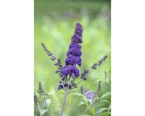 FLORASELF Vlinderstruik Buddleja davidii 'Black Knight' potmaat Ø 21,0 cm H 60-80 cm