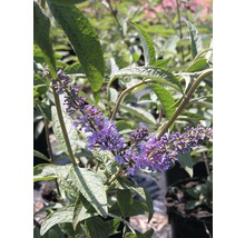 FLORASELF Vlinderstruik Buddleja davidii 'Empire Blue' potmaat Ø 21,0 cm H 60-80 cm