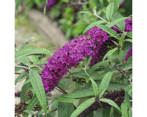 FLORASELF Vlinderstruik Buddleja davidii 'Royal Red' potmaat Ø 21,0 cm H 60-80 cm Close-up van een vlinderstruikbloem met bijen